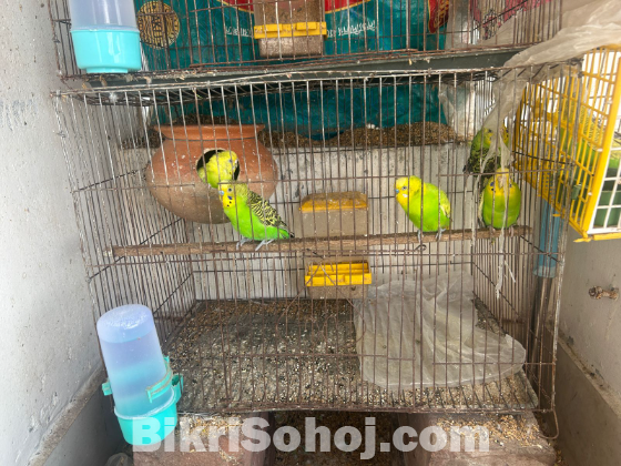 বাজরিগার রানিং পাখি বিক্রি করবো।